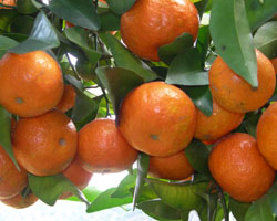 fresh kumquat