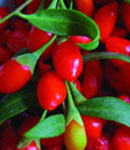 fresh goji