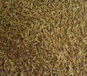 Cumin Seeds