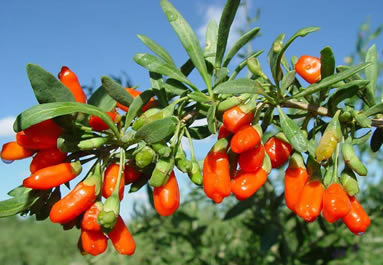 goji berry