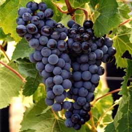 grape seed