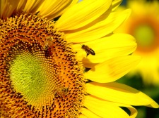 sunflower seed